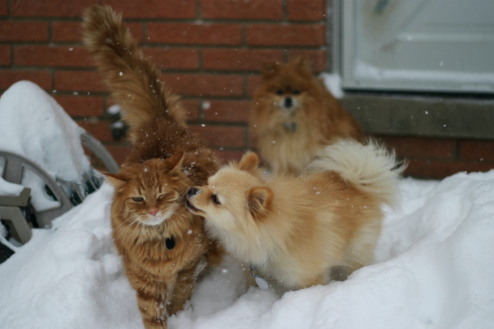 Pomeranians with cats