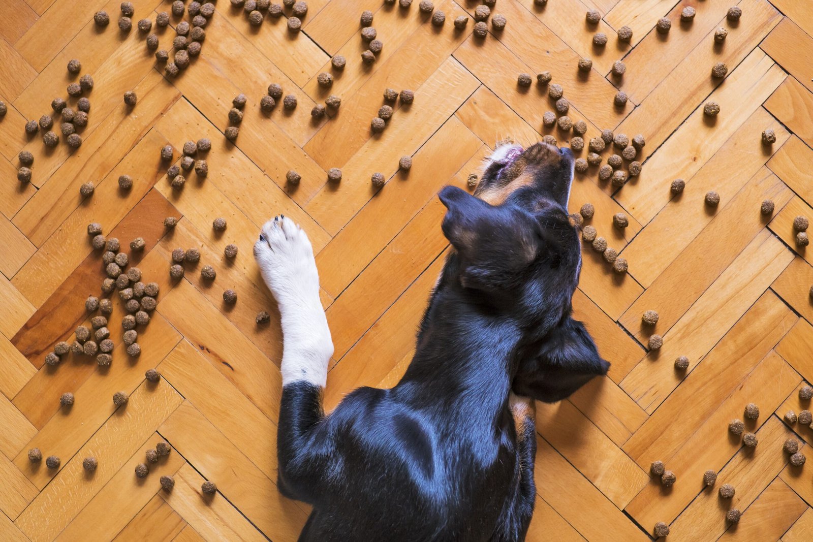 dry dog food for picky eaters