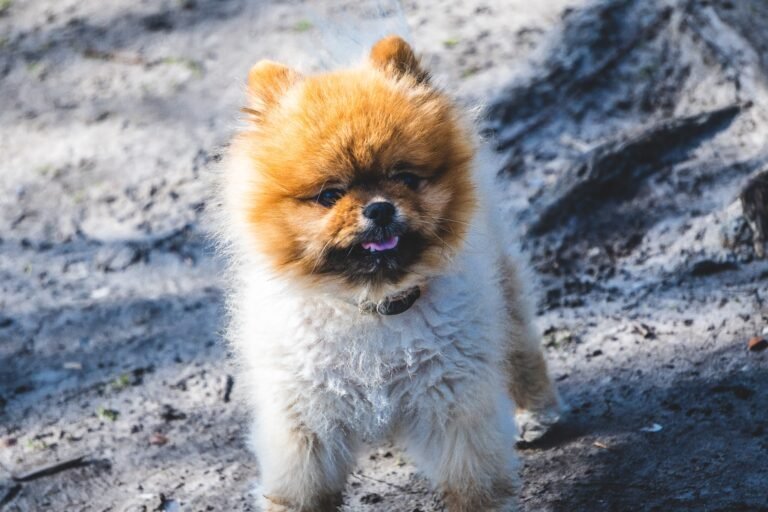Are Pomeranians expensive? (How Much Do Pomeranians Cost)?