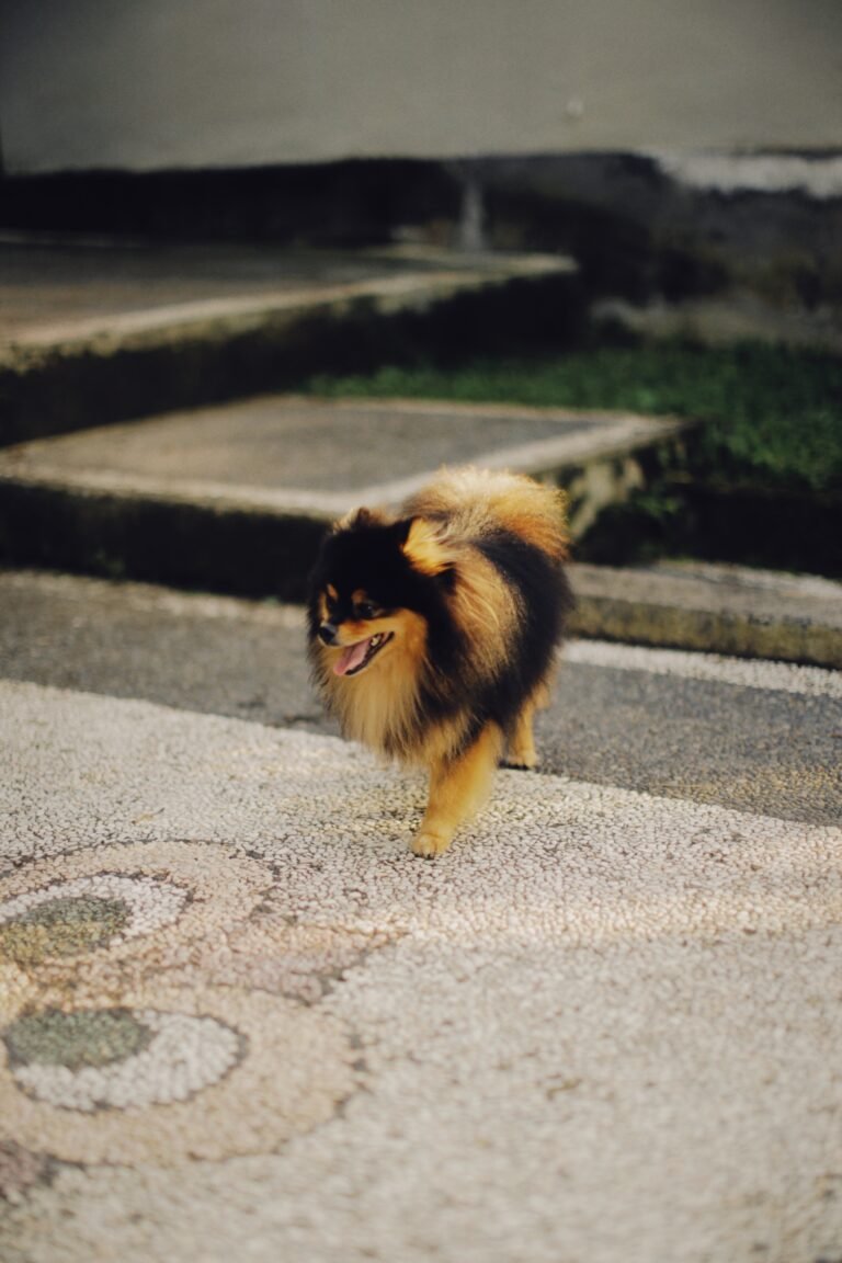 Pomeranian coat stages (Everything You Need to Know)