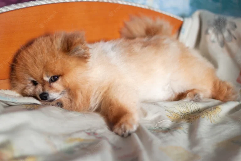 Do Pomeranians sleep a lot? (Read This First)