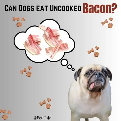 Can Dogs Eat Uncooked Bacon?