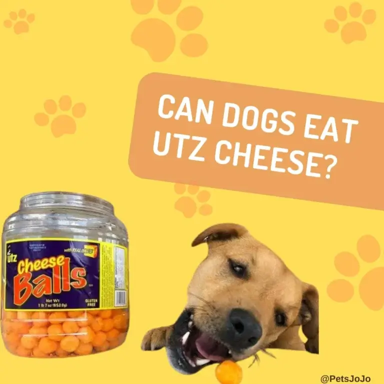 Can Dogs Eat Utz Cheese?