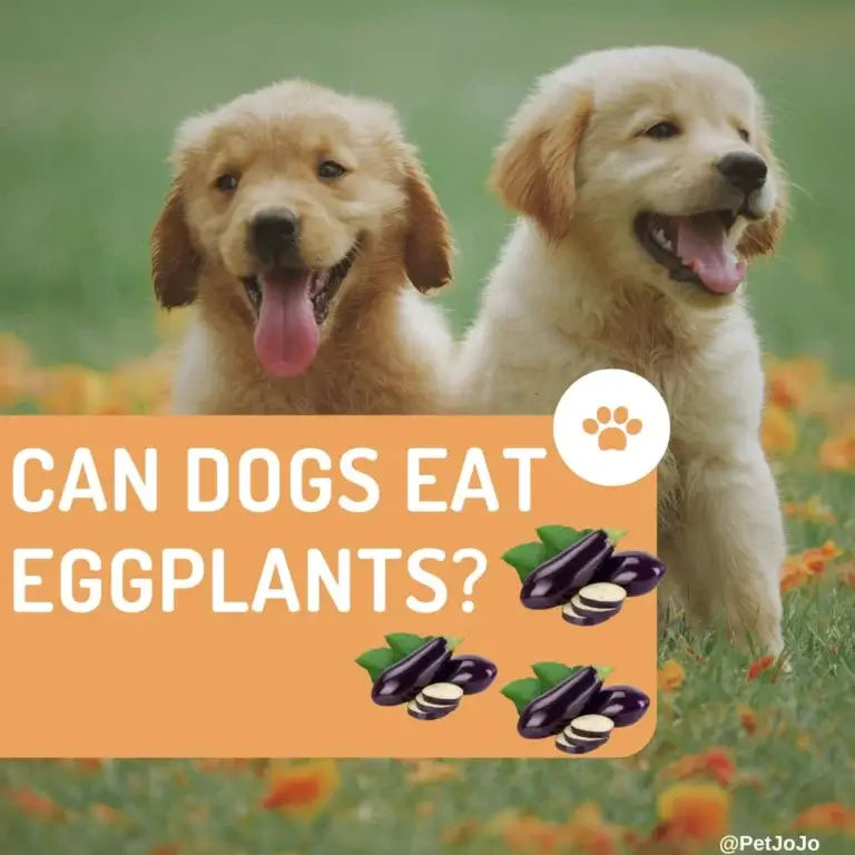 Can Dogs Eat Eggplants?