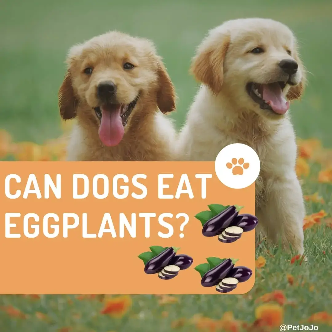 Can Dogs Eat EggPlants?